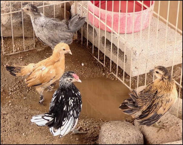 4 bantam chicks in outdoor pen